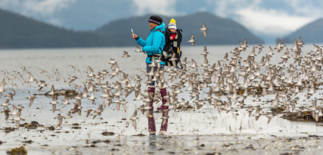 Shorebirds flock around a woman wearing her baby in a backpack